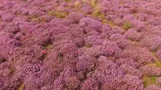 Heather in Bloom! Summertime Drone Video Aerial View of the Sea & Countryside