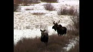 Outdoor report: learn about Montana's Shiras Moose