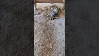 Funny🤣🤣little cute cat🙀 | for more👉@pettales.official#pettales #cat #catlovers #shorts #shots #yt
