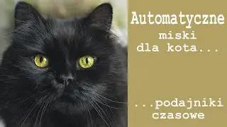 Automatyczne miski dla kota / podajniki czasowe.