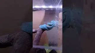 Live Feeding Venomous Snakes #6 #viper #snake #pitviper #reptiles #blue #blueviper #animals