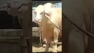 #love #cow #cattlefarm  tag#0001 Pitafi livestock farm