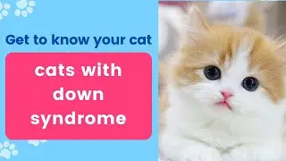 cats with down syndrome
