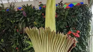 Conservatory Live: Big Blooms