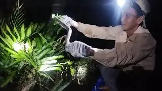 Anh em đi chụp rắn đêm