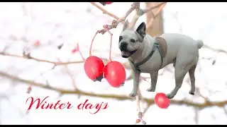 Winter days. Cold, boring and Stitch