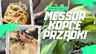 Prządki 🐜Messor  🐜i Formica Rufa 🐜- Takie tam mrówcze pitolenie xD