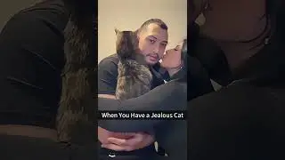A jealous cat #cat #jealous #jealousy #cats #funnyvideo #funny #petshub #animals #pets #pet