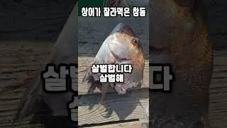 Red sea bream eaten by a shark #shorts #shark #red sea bream