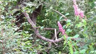 swamp den flowers