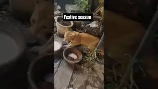 Festive season 🎉👏🎉✨🌟💫🎇💐 #inspirational #delhi #festivevibes #festiveseason