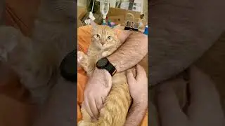 Relaxing Moments with My Furry Friends 🐱