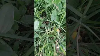 ESSA COBRINHA TEM O OLHO MAIOR QUE ABARRIGA!