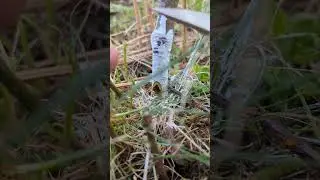 Cutting an apple borer larva out of grafted tree