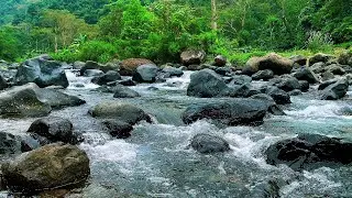 Calm Forest Sounds – Morning Creek & Birdsong for Peaceful Relaxation