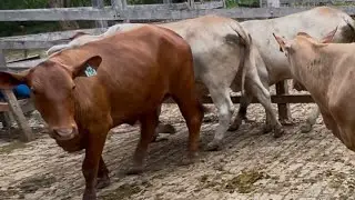 Separando As Novilhas Para Repasse.