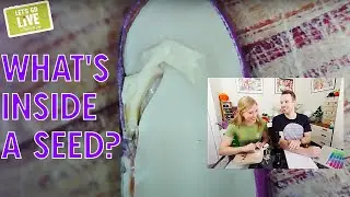 What's inside a Seed? + How to plant chillies & tomatoes | Science Activity for Kids | Let's Go Live
