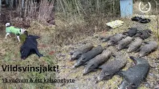 Vildsvinsjakt | 13 vildsvin & ett kalsongbyte! | jakt | &Ouml;stg&ouml;ta vilt |