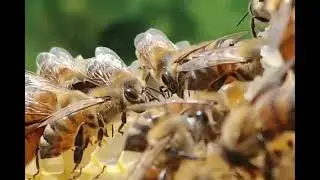 Comment les abeilles font-elles du miel ? : Les &eacute;tapes de fabrication de miel