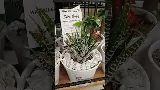 Beautiful Zebra Cactus #like #subscribe #satisfying #shorts #plant #cactus#beautiful #shortsfeed