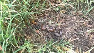 Introduction To Biological Control Of Brown Snails