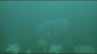 Diving the Metridium Fields in Monterey