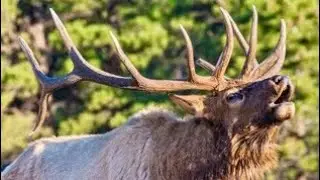 Elk at Upper Beaver Meadows | RMNP | Colorado