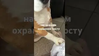 #охраннаясобака #охранник #охранадома #безопасность #беларусь #домвдеревне #домашнийвлог