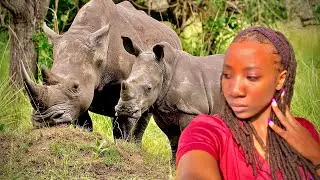 Walking With Giants | Ziwa Rhino Sanctuary, Uganda (Ep 1 &ndash; The Great Western Safari)