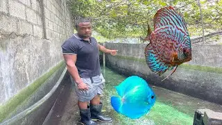 Día 32 de los peces disco y 2000 peces koi 🥳