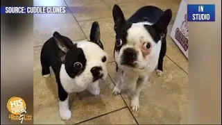 Get a stuffed clone of your pet!