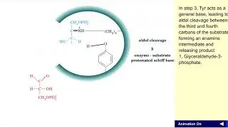 Aldolase mechanism
