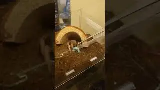 Aphonopelma chalcodes Arizona Desert Blonde feeding video 1