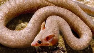 20 animaux hybrides cr&eacute;&eacute;s par des scientifiques dont vous ne croirez pas exister
