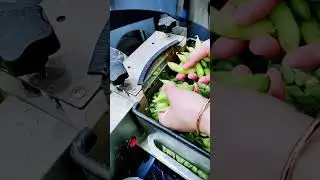 Mesin Cerdas  Dan Praktis Untuk Memisahkan Kulit Kedelai #shorts