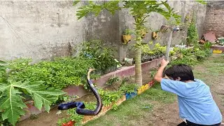 Watch how water snakes defend themselves || Snake ko botil me band karny ki teyari