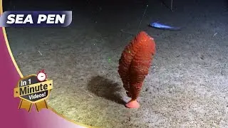 Sea Pen - 🖋️ Alien-Like Creatures Ocean Floor