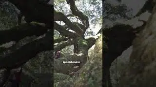 The 400-Year-Old Tree That&rsquo;s Still Growing &mdash; Angel Oak, Charleston