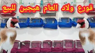 ديما الجديد طيور الحسون قورع ولاد العام هيجين للبيع و طيور الحداد والهزار تحياتي للجميع فرجة ممتعة❤️