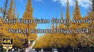 Meiji Jingu Gaien Ginkgo Avenue Tokyo Walking Tour | 4K