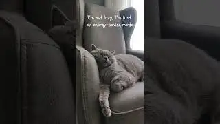 Lazy Lie: Energy Saving  #cats #animals #ytshorts