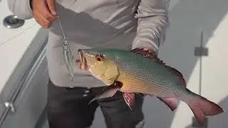 Nick Milford from East Coast Angling shows us how to use the X-Rap Long Cast over the reef flats
