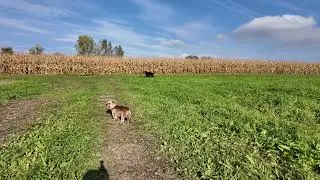 kurzer Spaziergang mit den Hundis