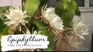 Epiphyllum Care And Propagation!!