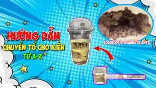 Hướng Dẫn Cách Chuyển Tổ Cho Kiến, Thả Solenopsis Geminata Ants Vào Tank | Lão Gió