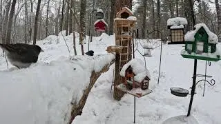 **Pet TV ** Snowy Day Bird Feeder Cam (Feb 8)