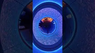 Sardine Ceiling (Insta360 X5 Tiny Planet version)