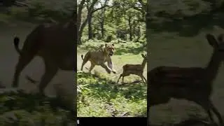 Lion and deer #viral #shorts #shortvideo #video #trending #ytshorts #trending #youtubeshorts #lion