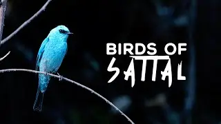 A Relaxing Experience with the Birds of Sattal (birds name in subtitles) 4K Video