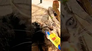 Part 87 | feeding a poor stray kitty on street #cute #adoptstrays #cat #kitten #catfeed #straycat